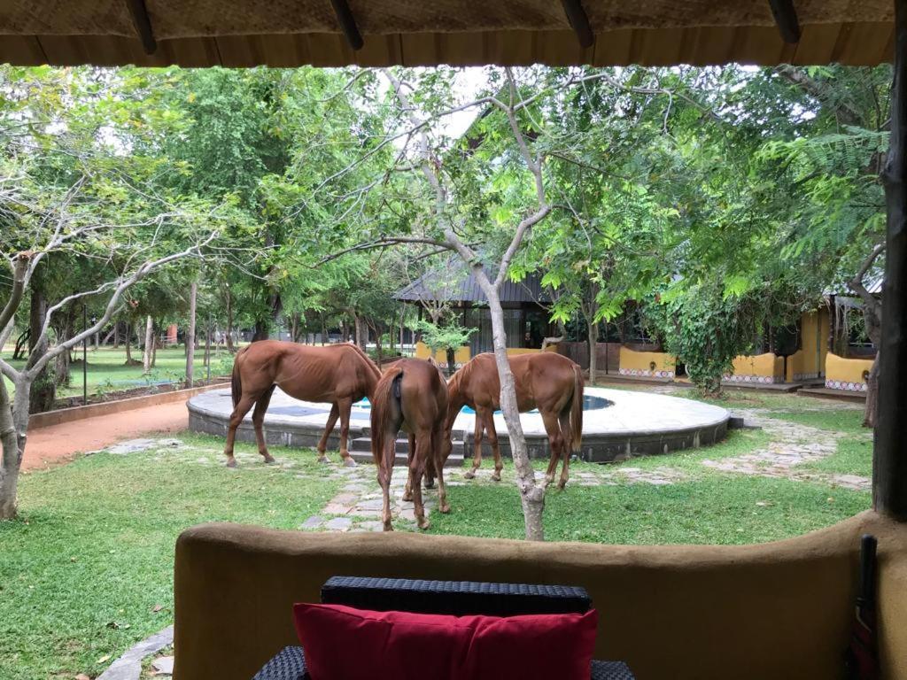 Hotel Aswadduma Dambulla